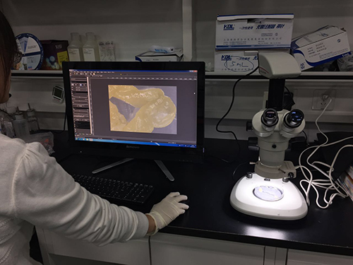 客户现场生物解剖